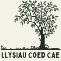 Llysiau Coed Cae